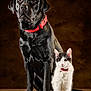Avia participe au concours pour gagner de l'argent avec cette photo : dog, cat, black_dog, white_cat, pet_portrait, studio_photography, red_collar, sitting, fur, whiskers, paws, contrast, large_and_small, brown_background, companion, gaze, attentive, bell_collar, friendship, domestic_animal