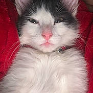 Avia a rejoint le concours — aidez-le/la à gagner de superbes lots ! cat, kitten, pet, close_up, portrait, fur, whiskers, pink_nose, ears, collar, bell, sleepy, cute, feline, indoor, cozy, blanket, red_blanket, human_partial, belly