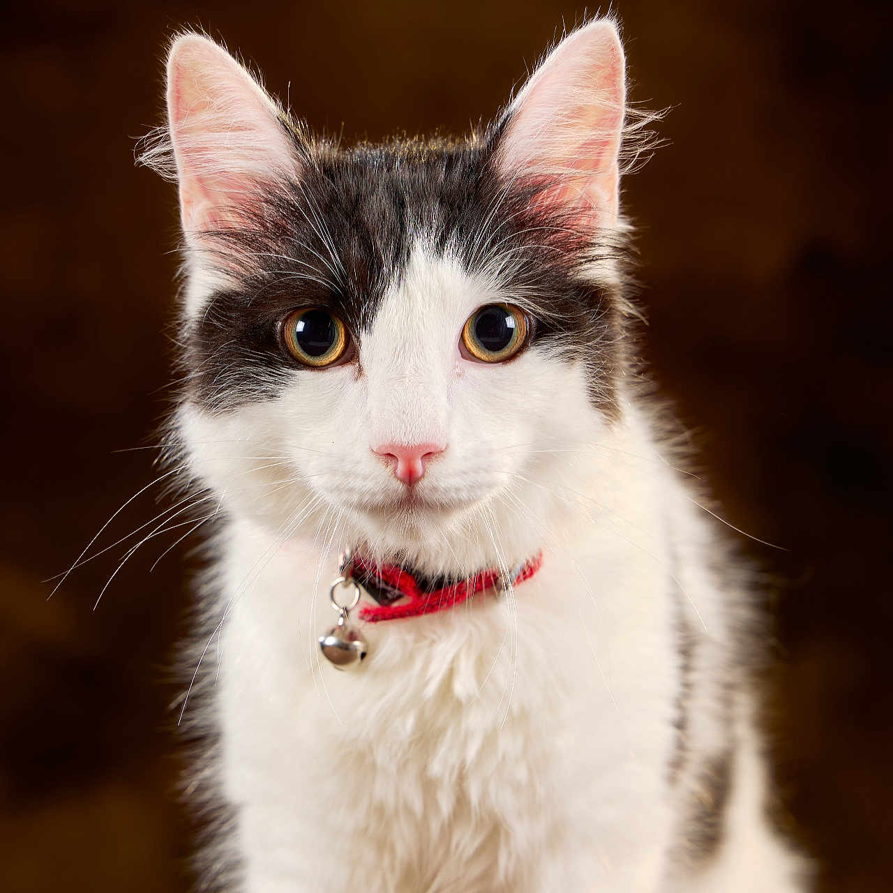 Avia participe au concours pour gagner de l'argent avec cette photo : bell, big_eyes, black_and_white, brown_background, cat, close_up, collar, ears, feline, fluffy_fur, indoor, looking_at_camera, pet, pink_nose, portrait, sitting, soft_lighting, studio_shot, whiskers, young_cat