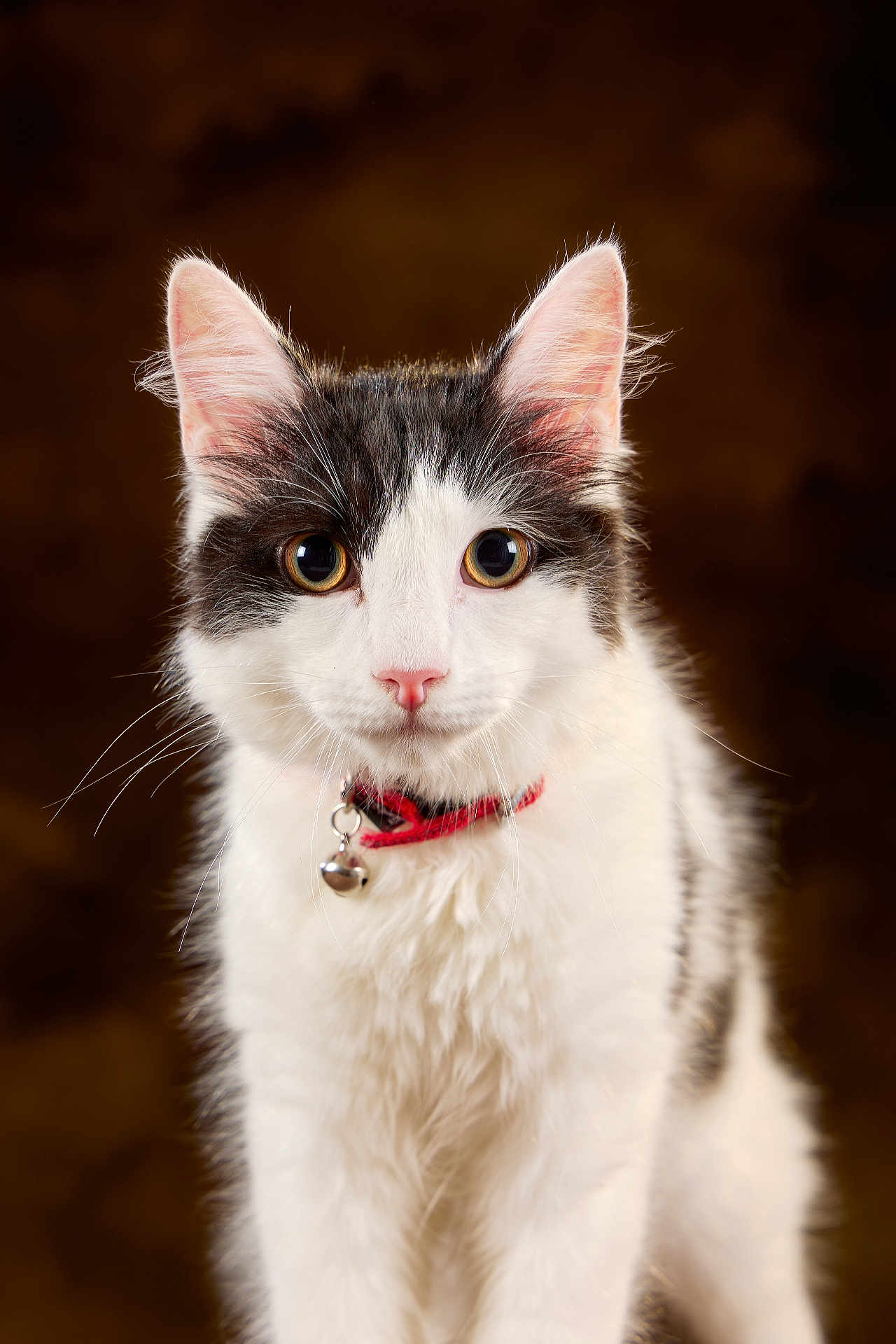 Avia participe au concours pour gagner de l'argent avec cette photo : cat, feline, pet, portrait, close_up, whiskers, collar, bell, pink_nose, fluffy_fur, black_and_white, ears, big_eyes, studio_shot, brown_background, looking_at_camera, sitting, young_cat, indoor, soft_lighting