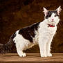 Avia a rejoint le concours — aidez-le/la à gagner de superbes lots ! cat, feline, black_and_white, long_haired, fluffy_tail, collar, bell, portrait, studio, brown_background, paws, whiskers, ears, eyes, fur, standing, pet, mammal, indoor, looking_at_camera