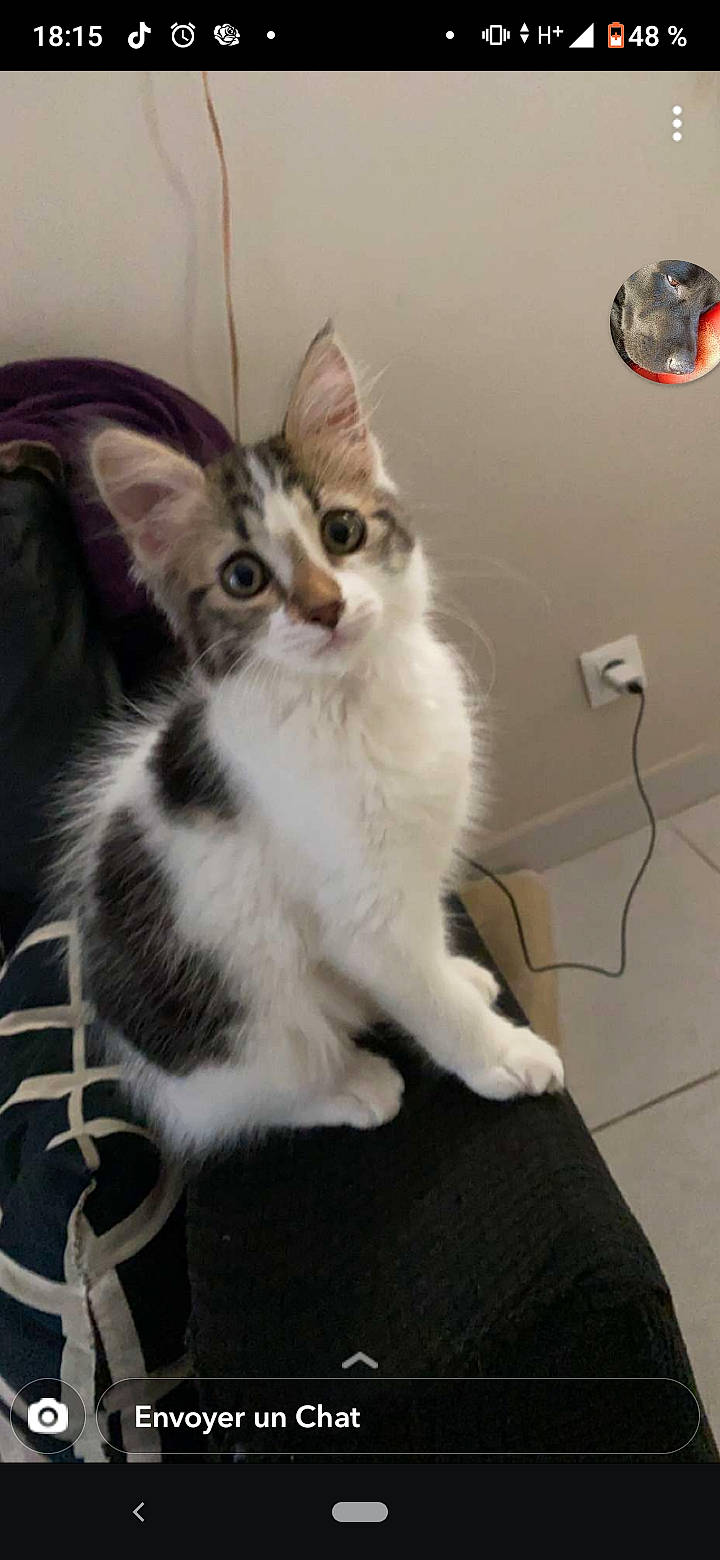 Alaska a rejoint le concours — aidez-le/la à gagner de superbes lots ! carnivore, cat, claw, comfort, domestic_short_haired_cat, felidae, fur, paw, small_to_medium_sized_cats, tail, whiskers