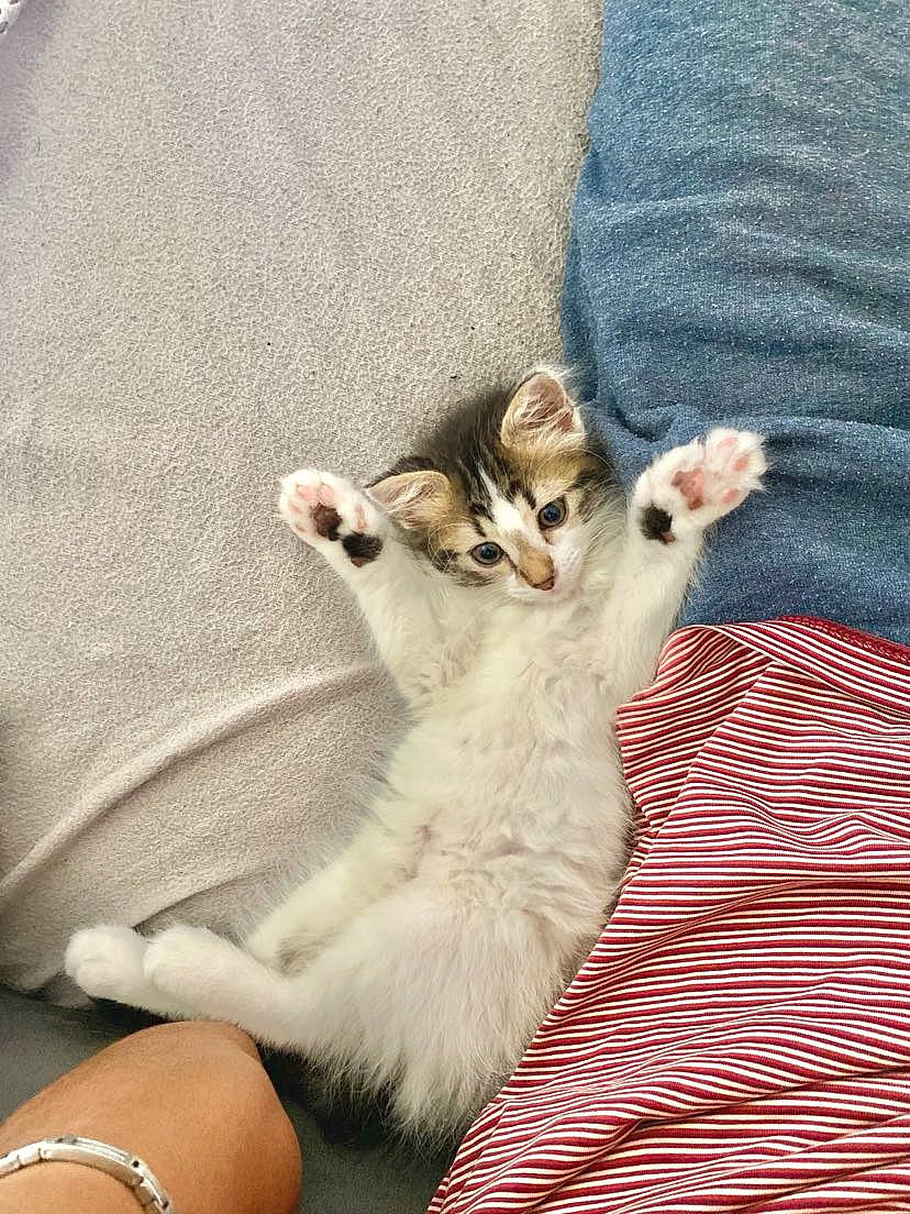 Alaska a rejoint le concours — aidez-le/la à gagner de superbes lots ! carnivore, cat, claw, comfort, couch, domestic_short_haired_cat, fawn, felidae, foot, fur, grey, jewellery, linens, nail, paw, small_to_medium_sized_cats, snout, tail, textile, whiskers