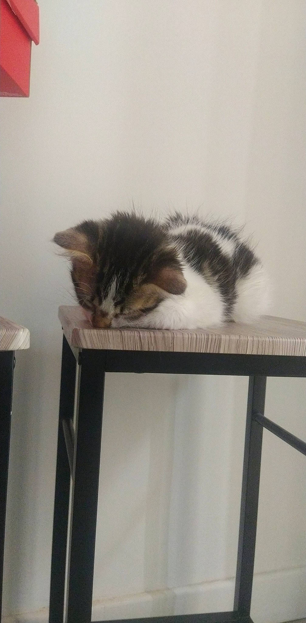 Alaska a rejoint le concours — aidez-le/la à gagner de superbes lots ! carnivore, cat, felidae, fur, hardwood, plant, room, shelving, small_to_medium_sized_cats, table, tail, whiskers, wood