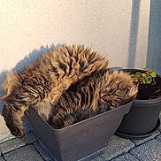 Grisette a rejoint le concours — aidez-le/la à gagner de superbes lots ! animal, cat, container, cozy, curled_up, cute, feline, flowerpot, fluffy, nature, outdoor, pavement, pet, plant, relaxing, resting, shadow, sunlight, tabby_cat, wall