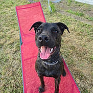 Barlou participe au concours pour gagner de l'argent avec cette photo : dog, black_dog, pet, animal, outdoor, lounge_chair, grass, yard, happy, tongue_out, summer, playful, canine, collar, sitting, smiling, sunlight, nature, domestic_animal, friendly