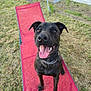 dog, black_dog, pet, animal, outdoor, lounge_chair, grass, yard, happy, tongue_out, summer, playful, canine, collar, sitting, smiling, sunlight, nature, domestic_animal, friendly