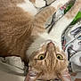 Felix joined the competition — help win amazing prizes! animal, cat, closeup, clothes, curious, cute, domestic_cat, ears, fabric, fur, home, indoor, laundry_basket, orange_cat, pet, relaxed, resting, whiskers, white_cat, yellow_eyes