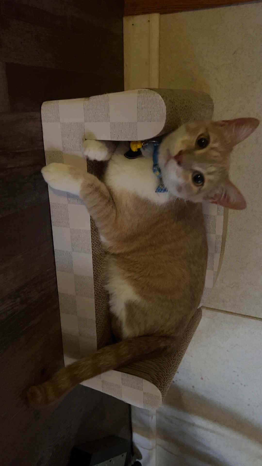 Felix