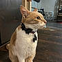 Felix joined the competition — help win amazing prizes! animal, bowtie, cat, collar, cute, domestic_cat, ears, fan, floor, furniture, home, indoor, orange_cat, pet, side_view, sitting, tag, whiskers, white_cat, wooden_floor