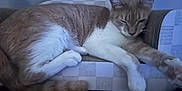 Felix is registered to the contest to win money with this photo: cat, closeup, cozy, domestic_animal, ears, feline, fur, indoor, lounging, orange, paws, pet, relaxed, resting, scratch_pad, sleepy, striped, tail, whiskers, white