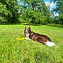 Ranger joined the competition — help win amazing prizes! animal, blue_sky, brown_and_white, canine, dog, frisbee, grass, greenery, happy, lawn, nature, outdoor, park, pet, play, relaxed, summer, sunny, tongue_out, trees