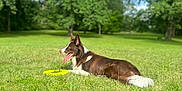 Ranger joined the competition — help win amazing prizes! animal, blue_sky, canine, daylight, dog, field, frisbee, grass, greenery, happy, lying_down, nature, outdoor, park, pet, playing, summer, sunlight, tongue_out, trees