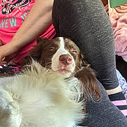 Ranger joined the competition — help win amazing prizes! blanket, brown_fur, casual, comfort, companion, cozy, dog, fluffy, furniture, indoor, lap, leggings, person, pet, pink_shirt, relaxed, resting, sleepy, socks, white_fur