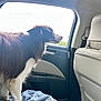Ranger joined the competition — help win amazing prizes! animal, blue_towel, brown_fur, car, car_interior, curious, dog, domestic_animal, door, furry, leather_seat, looking_out_window, pet, seat, side_view, standing, sunlight, travel, white_fur, window