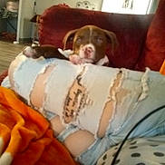 Butt-Butt is registered to the contest to win money with this photo: blurred, brown_dog, casual, couch, cozy, dog, fabric, furniture, home, indoor, living_room, orange_blanket, person, puppy, relaxing, resting, ripped_jeans, seated, white_markings, wood_floor