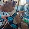 Butt-Butt is registered to the contest to win money with this photo: animal, bicycle, blanket, brown_dog, calm, canine, closeup, companions, dog, domestic, fence, hand, harness, leisure, outdoor, pet, resting, side_view, two_dogs, white_dog