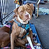Butt-Butt joined the competition — help win amazing prizes! animal, blanket, brown_dog, canine, casual, curious, dog, fence, harness, leash, outdoor, pavement, person, pet, resting, shopping_cart, sitting, urban, white_dog
