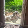 Reo joined the competition — help win amazing prizes! dog, gray_dog, patio, sunlight, grass, pebbles, glass_door, curtain, carpet, relaxed, pet, animal, outdoor, sunny, collar, lying_down, daytime, domestic_animal, window, nature
