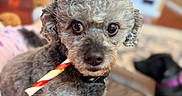 Reo is registered to the contest to win money with this photo: dog, curly_hair, chew_stick, couch, blanket, indoor, fireplace, pet, animal, fur, collar, brown_leather, carpet, black_dog, purple_collar, cozy, close_up, living_room, background_blur, cute