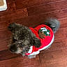 Reo is registered to the contest to win money with this photo: dog, pet, holiday_sweater, red_clothing, wooden_floor, indoor, curious, fluffy, small_dog, festive, cute, fur, animal, companion, christmas, decorated_clothing, tail, ears, looking_up, brown_floor