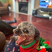 Reo joined the competition — help win amazing prizes! dog, curly_hair, red_sweater, green_trim, holiday_decoration, indoor, fireplace, wood_floor, cozy, pet, smiling, tongue_out, cute, christmas, festive, happy, animal, companion, relaxed, home