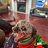 dog, curly_hair, red_sweater, green_trim, holiday_decoration, indoor, fireplace, wood_floor, cozy, pet, smiling, tongue_out, cute, christmas, festive, happy, animal, companion, relaxed, home