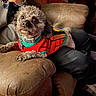 books, brown_leather_chair, collar, colorful_clothing, cozy, curly_hair, cute, dog, framed_photos, furniture, home_interior, indoor, looking_up, person_arm, pet, relaxed, resting, small_dog, sweater, wooden_floor