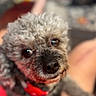 dog, pet, curly_hair, red_collar, close_up, indoor, cute, animal, face, fur, small_dog, domestic_animal, looking, portrait, friendly, companion, blurred_background, cozy, home, adorable