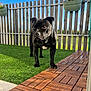dog, black_dog, wooden_deck, grass, fence, planter, plants, outdoor, sunlight, sky, clouds, pet, animal, garden, yard, daytime, nature, wood, greenery, canine