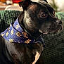 dog, black_dog, bandana, blue_bandana, leaf_pattern, pet, animal, portrait, closeup, indoor, couch, furniture, shiny_coat, side_view, alert, domestic_animal, calm, seated, natural_light, texture