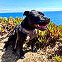 River participe au concours pour gagner de l'argent avec cette photo : dog, black_dog, harness, outdoor, nature, coast, ocean, sky, plants, succulents, sunny, daylight, grass, tongue_out, happy, pet, leash, animal, sitting, landscape