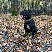 River participe au concours pour gagner de l'argent avec cette photo : animal, autumn, black_dog, canine, collar, daytime, dog, fall, forest, ground, leaves, nature, outdoor, pet, playful, season, sitting, tongue_out, trees, woodland