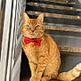 Kiko participe au concours pour gagner de l'argent avec cette photo : cat, ginger_cat, bow_tie, stairs, indoor, pet, feline, orange_fur, sitting, portrait, animal, cute, domestic_cat, whiskers, ears, tail, looking_at_camera, household, furry, calm