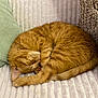 cat, ginger_cat, sleeping, curled_up, cozy, blanket, pillows, resting, pet, feline, indoor, cute, adorable, fur, whiskers, tail, nap, comfortable, domestic_animal, relaxation