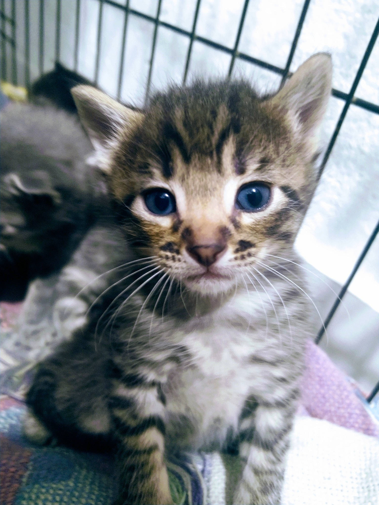 Abigail is registered to the contest to win money with this photo: carnivore, cat, claw, domestic_short_haired_cat, eye, felidae, fur, iris, paw, sitting, small_to_medium_sized_cats, snout, tail, terrestrial_animal, whiskers, wildlife