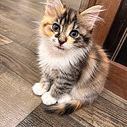 Skittles is registered to the contest to win money with this photo: cat, kitten, calico, fluffy, long_hair, sitting, portrait, close_up, face, eyes, ears, whiskers, tongue, paws, tail, wooden_floor, doorway, indoors, cute, animal
