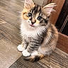 cat, kitten, calico, fluffy, long_hair, sitting, portrait, close_up, face, eyes, ears, whiskers, tongue, paws, tail, wooden_floor, doorway, indoors, cute, animal