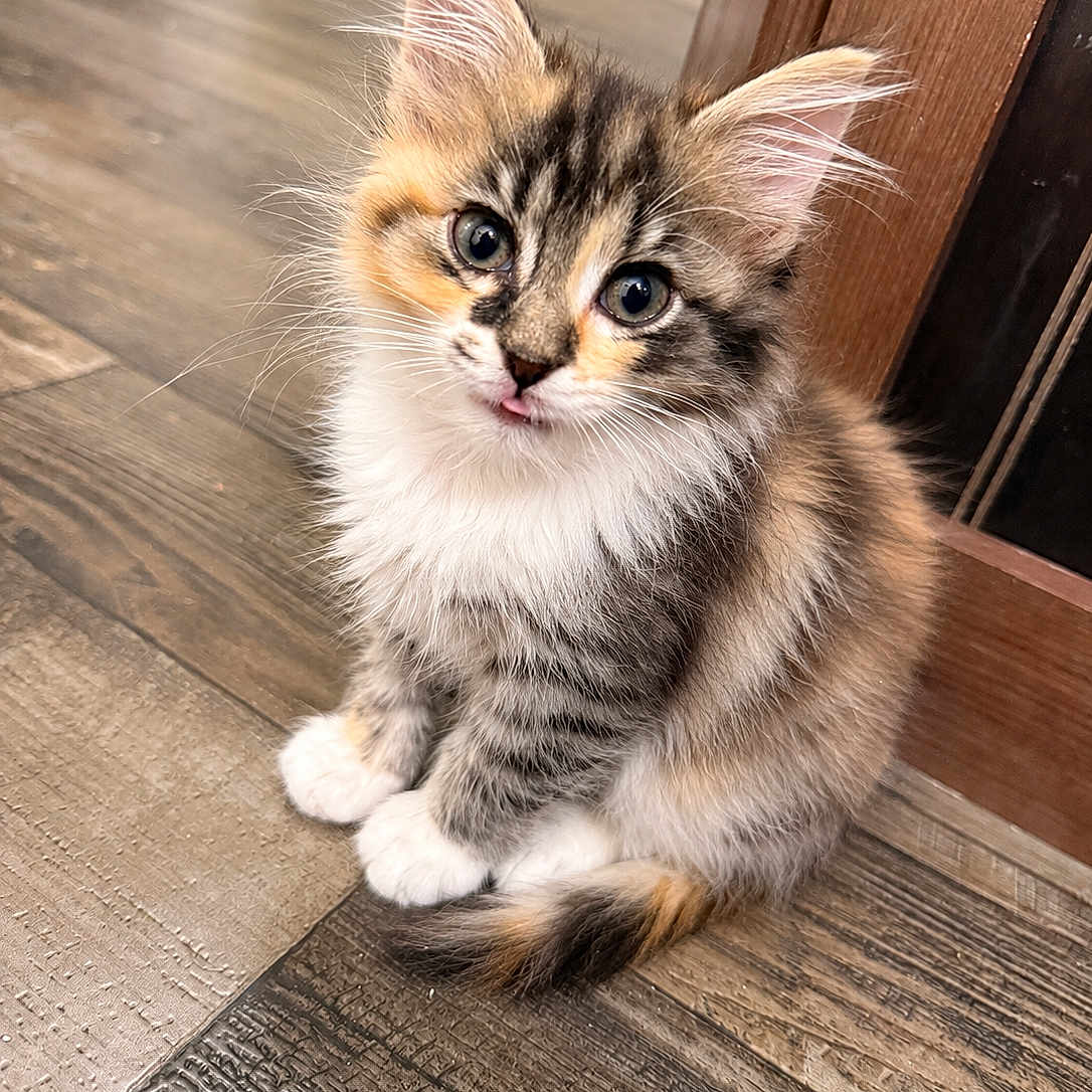 Skittles is registered to the contest to win money with this photo: cat, kitten, calico, fluffy, long_hair, sitting, portrait, close_up, face, eyes, ears, whiskers, tongue, paws, tail, wooden_floor, doorway, indoors, cute, animal