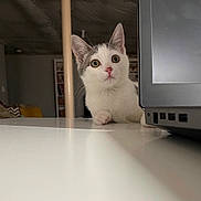 Willow joined the competition — help win amazing prizes! animal, cat, cozy, curious, cute, ears, face, furniture, gray, indoor, kitten, laptop, pet, small, soft_light, table, whiskers, white, wide_eyes, young