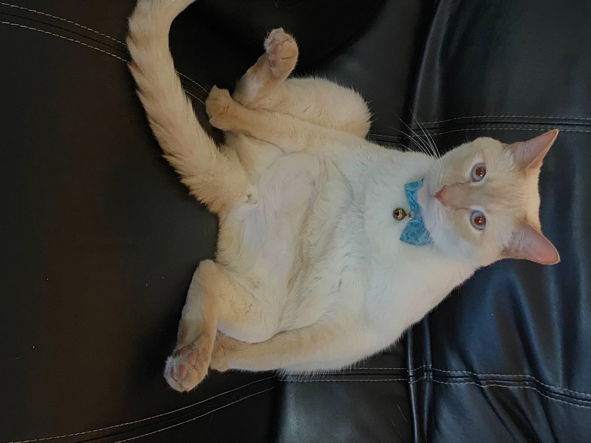 Brody is registered to the contest to win money with this photo: canidae, carnivore, cat, claw, domestic_short_haired_cat, fawn, felidae, fur, paw, small_to_medium_sized_cats, snout, stuffed_toy, tail, toy, whiskers, wood