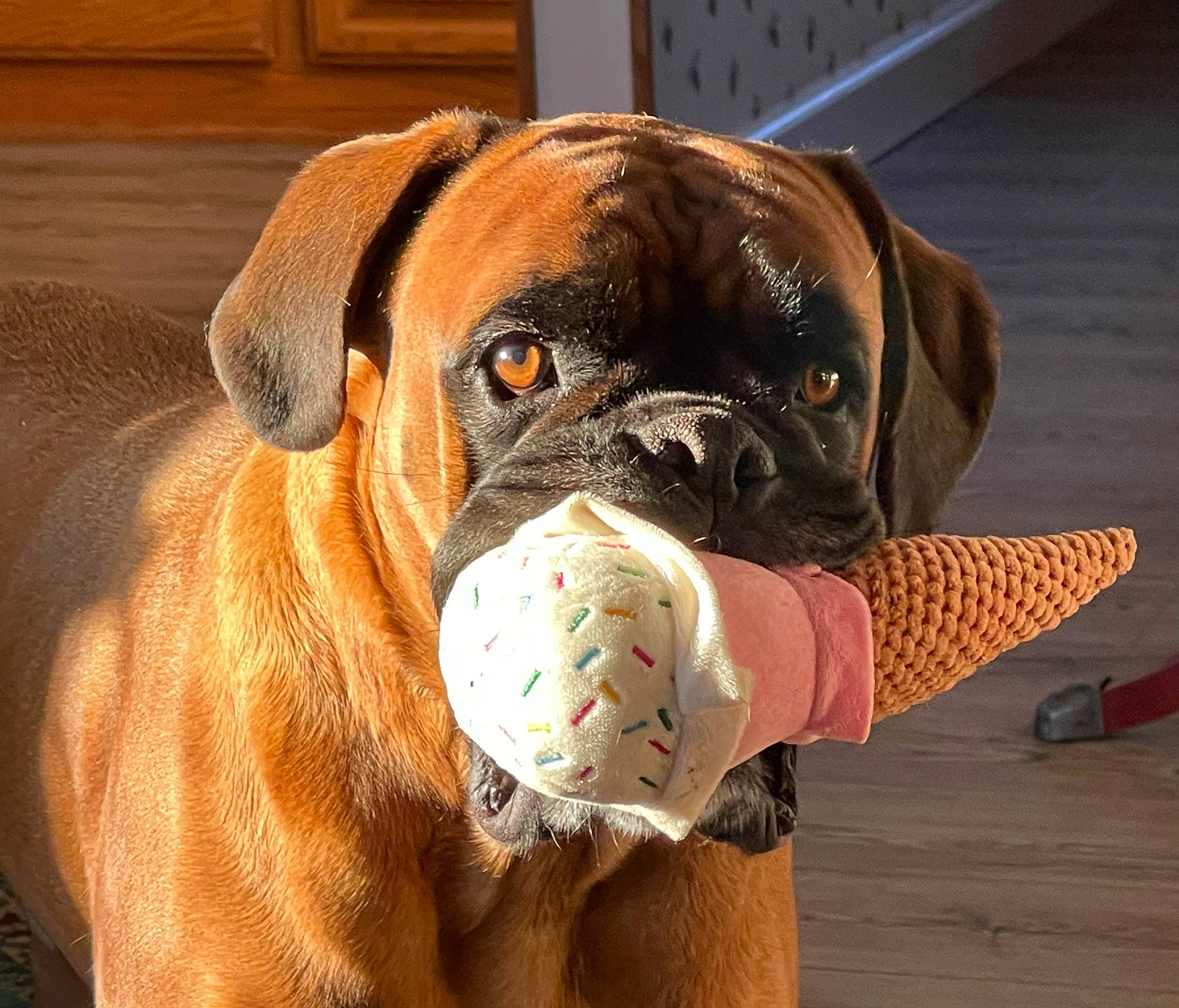 Bronson Grey is registered to the contest to win money with this photo: boxer, carnivore, collar, companion_dog, dog, dog_breed, dog_collar, dog_supply, fawn, flooring, hardwood, liver, molosser, pet_supply, snout, sporting_group, tennis_ball, wood, working_animal, wrinkle