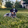 Moose is registered to the contest to win money with this photo: puppy, dog, grass, lawn, outdoor, sunset, trees, building, nature, pet, animal, cute, young, relaxing, greenery, canine, portrait, fur, daylight, peaceful