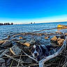 Moose is registered to the contest to win money with this photo: puppy, dog, water, lake, rocks, sticks, sky, outdoor, nature, shore, branch, animal, pet, curious, blue_sky, calm, landscape, young_dog, daytime, wildlife