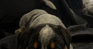 Moose is registered to the contest to win money with this photo: puppy, dog, black, white, brown, fur, lying_down, close_up, indoor, curious, pet, animal, cute, young, canine, portrait, fabric, soft_light, cozy, background