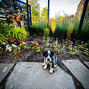 Moose is registered to the contest to win money with this photo: puppy, dog, flower_bed, garden, plants, stone_path, greenery, outdoor, sunlight, mesh_canopy, nature, young_dog, pet, cute, small_animal, flora, summer, daylight, colorful, ground