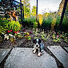 puppy, dog, flower_bed, garden, plants, stone_path, greenery, outdoor, sunlight, mesh_canopy, nature, young_dog, pet, cute, small_animal, flora, summer, daylight, colorful, ground
