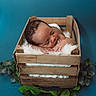 newborn, baby, sleeping, crate, wooden_crate, fur, green_leaves, flowers, blue_background, infant, peaceful, cute, portrait, resting, soft_texture, cozy, indoors, child, person, photography