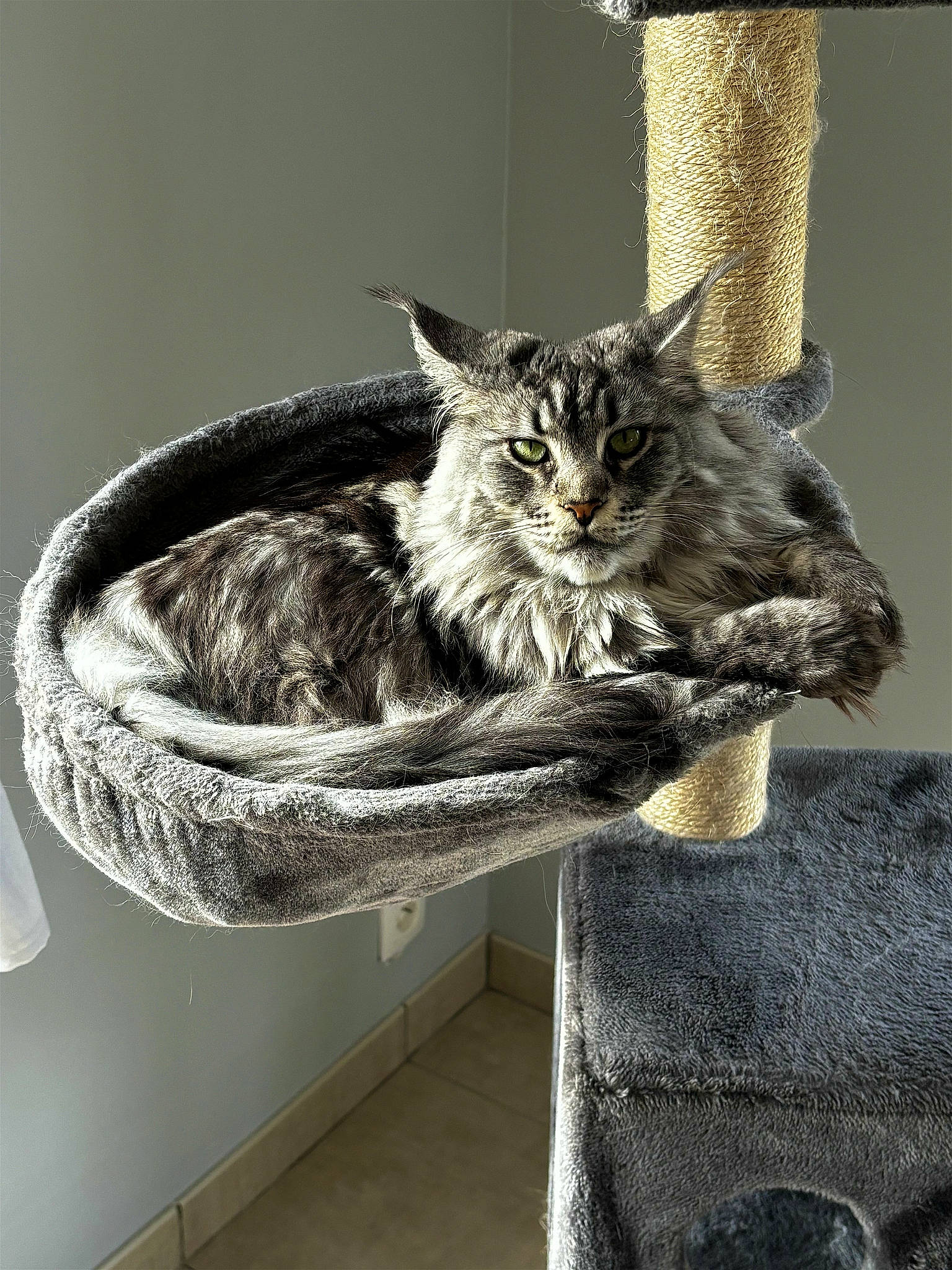 Roxy participe au concours pour gagner de l'argent avec cette photo : art, carnivore, cat, cat_supply, claw, domestic_short_haired_cat, felidae, fur, grey, metal, small_to_medium_sized_cats, snout, tail, terrestrial_animal, whiskers