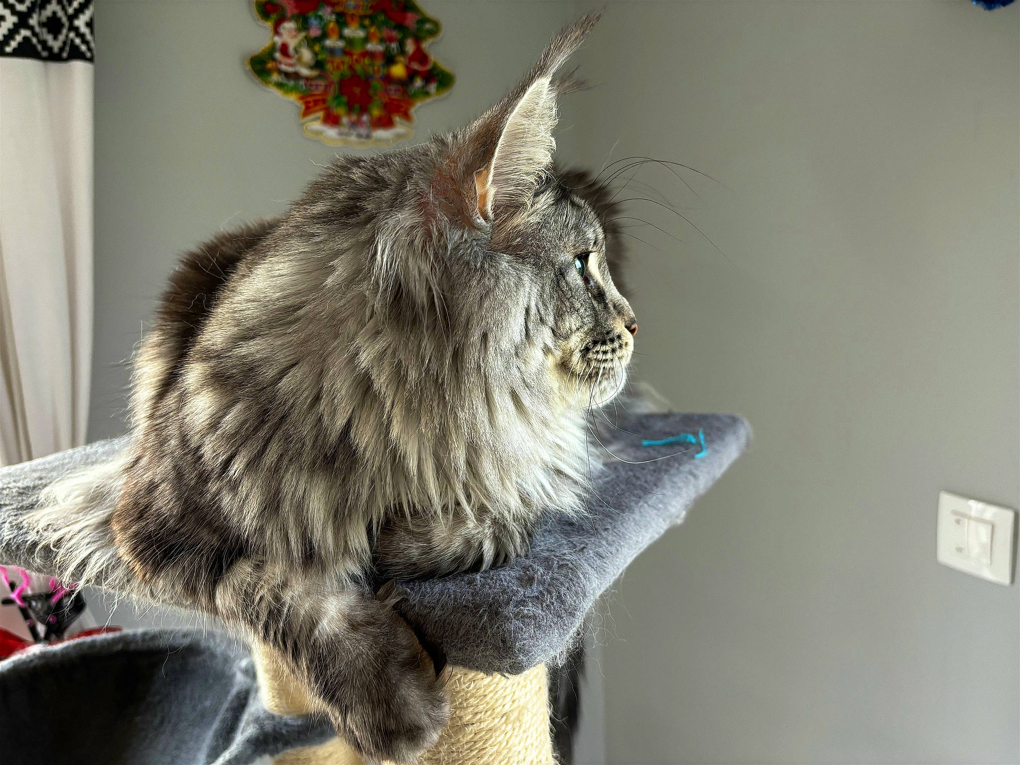 Roxy participe au concours pour gagner de l'argent avec cette photo : box, british_longhair, carnivore, cat, claw, domestic_short_haired_cat, felidae, fur, grey, maine_coon, paw, plant, small_to_medium_sized_cats, snout, tail, whiskers